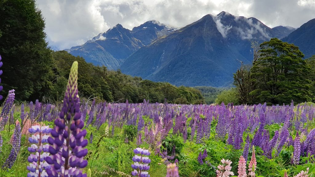 lupine, fiordland, new zealand